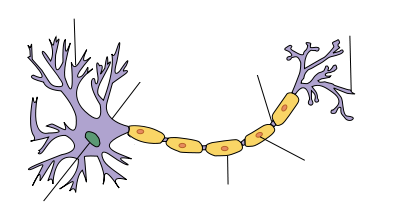 Schema eines Neurons - Creative Commons Attribution Share Alike 3.0 - Quelle: https://en.wikipedia.org/wiki/File:Neuron-no_labels2.png